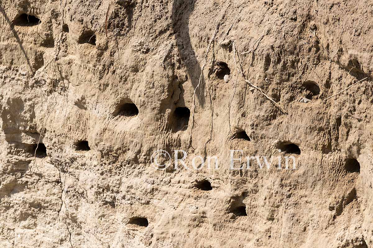 Bank Swallow Nest Holes