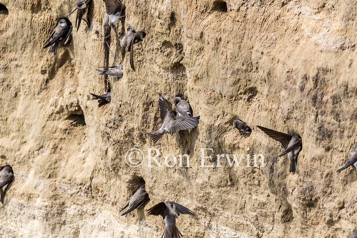 Nesting Bank Swallows