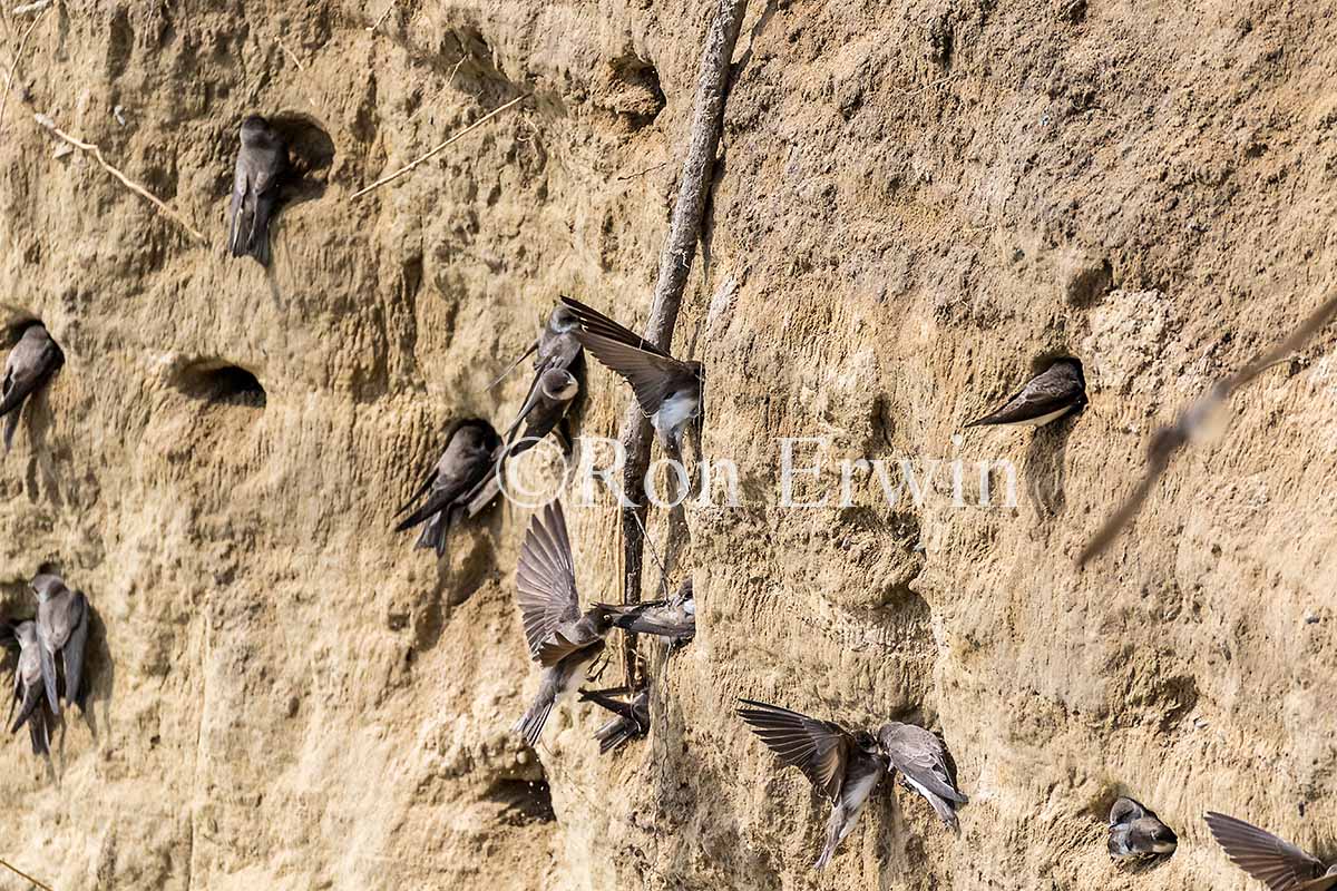 Nesting Bank Swallows
