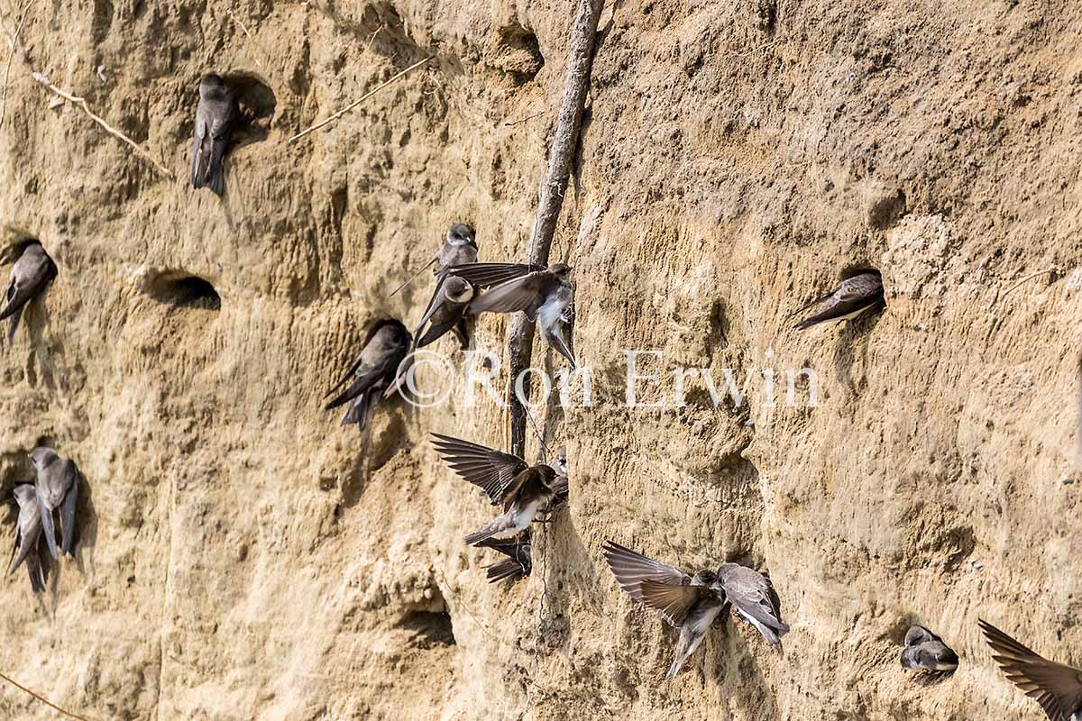 Nesting Bank Swallows
