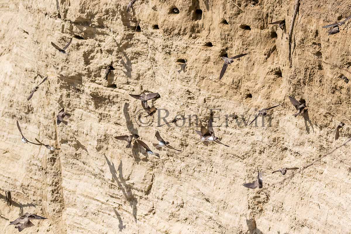 Nesting Bank Swallows