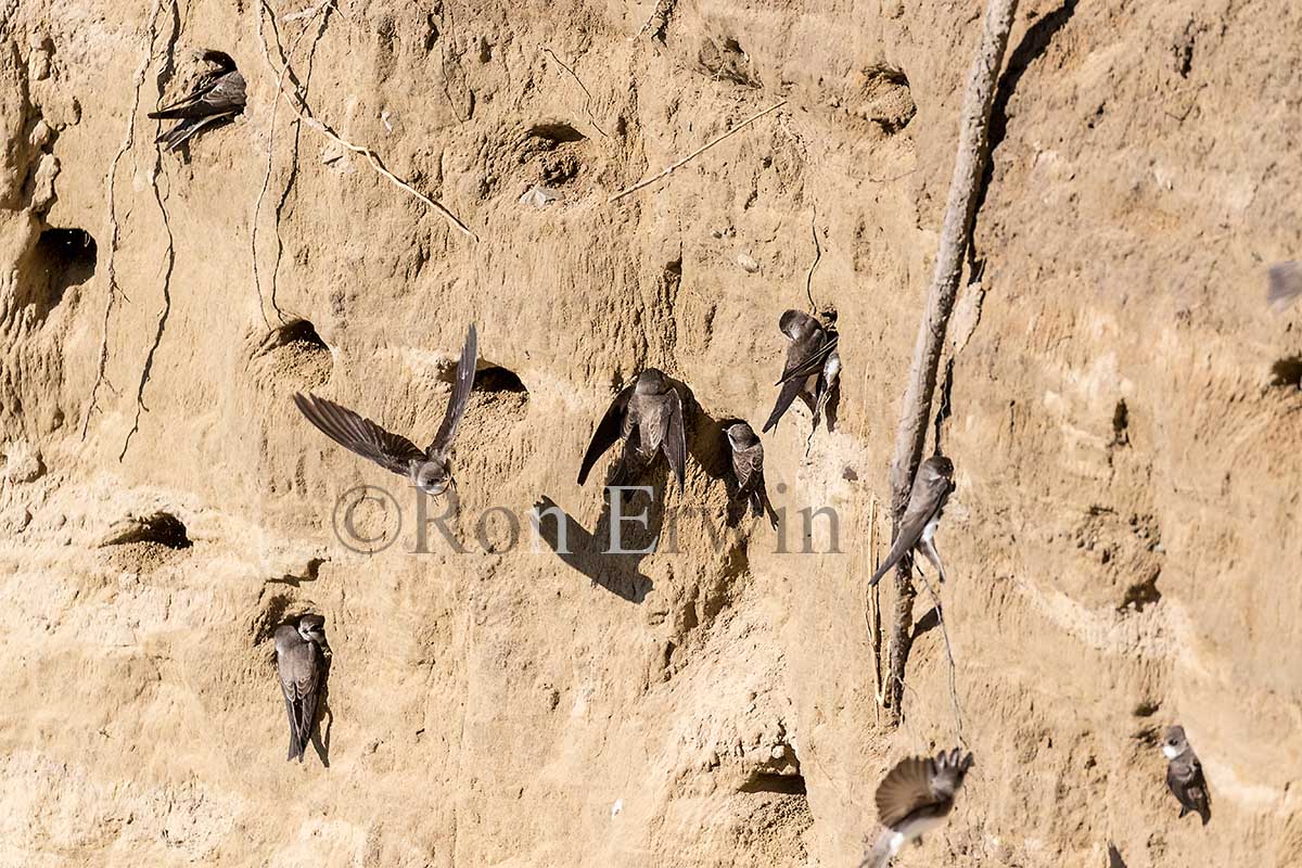 Nesting Bank Swallows