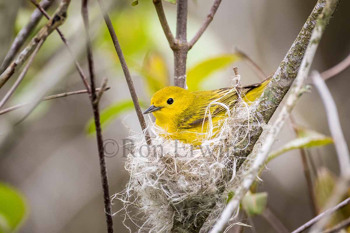 Yellow Warbler Female with Nest