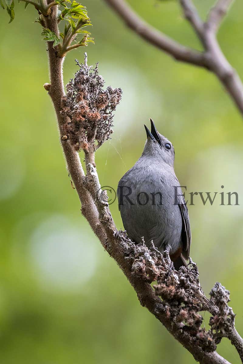 Gray Catbird