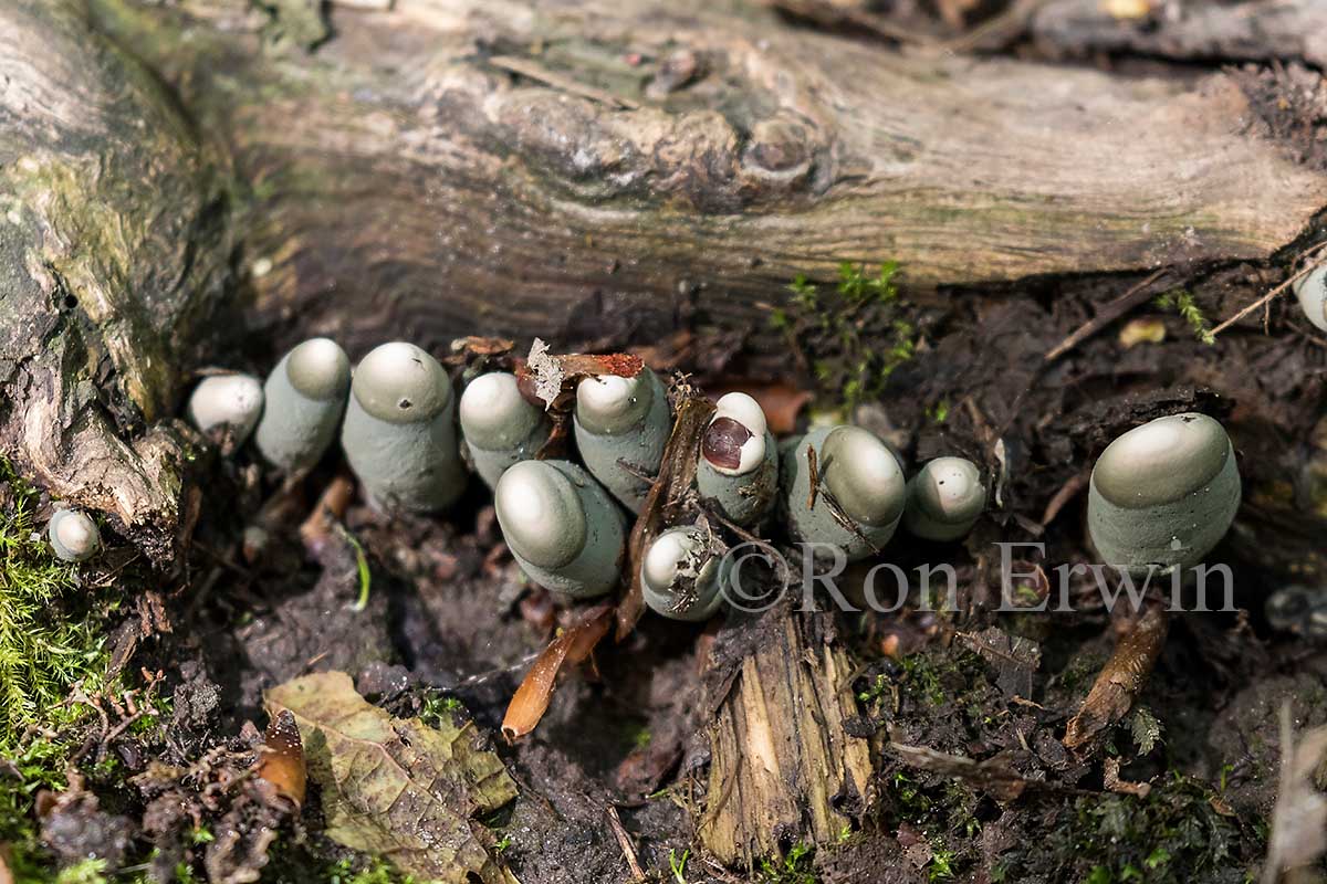 Xylaria polymorpha (Dead Man's Fingers)