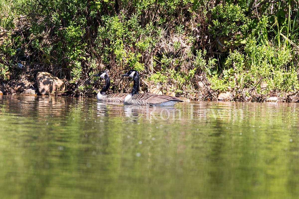 Canada Geese