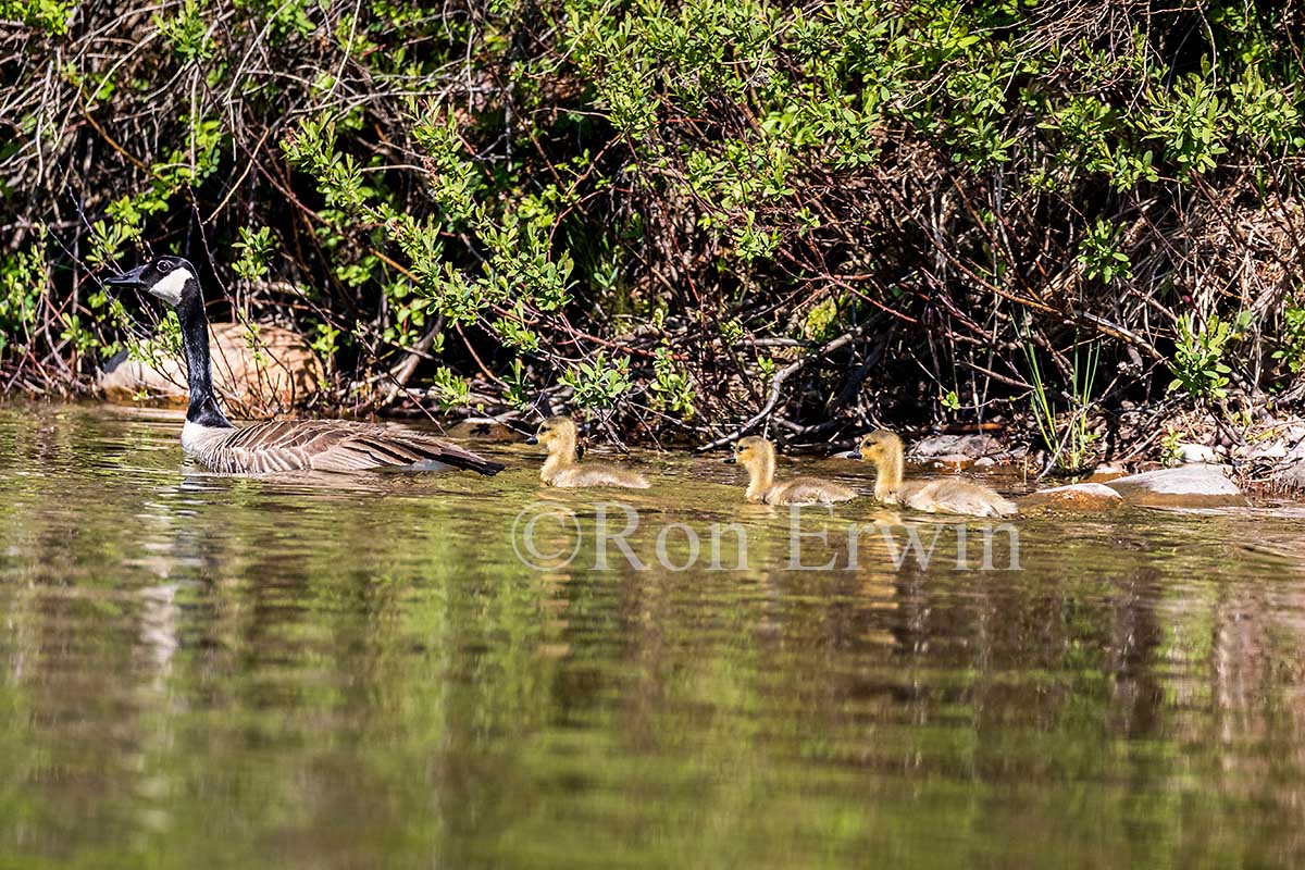 Canada Geese