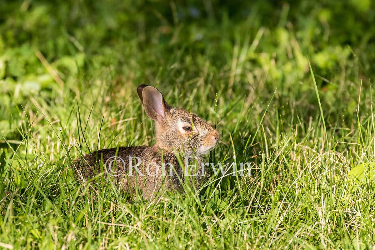 Young Eastern Cottontail Rabbit