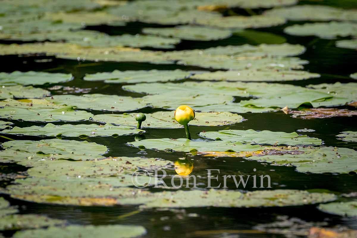 Yellow Pond Lily