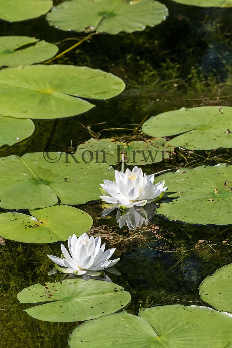 Fragrant White Water Lilies