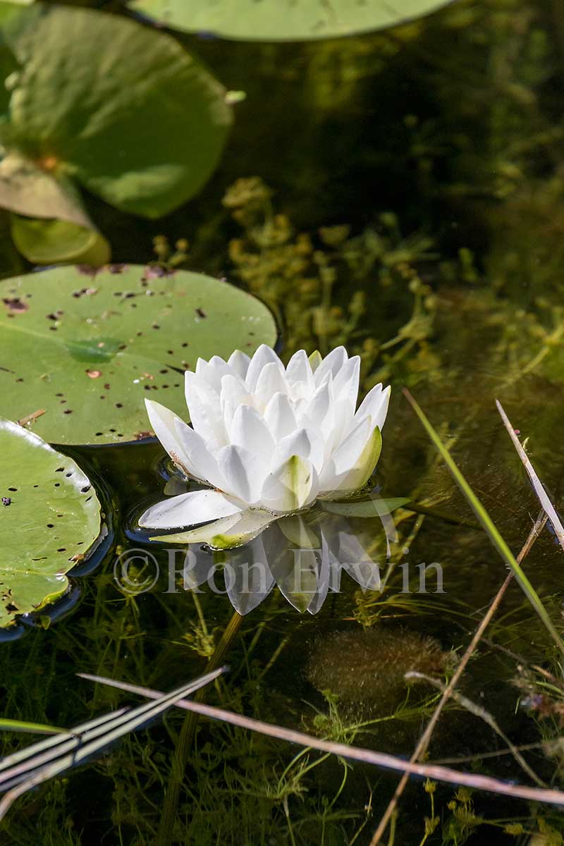 Fragrant White Water Lilies