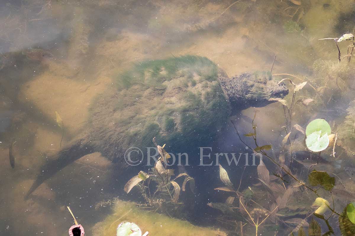 Snapping Turtle