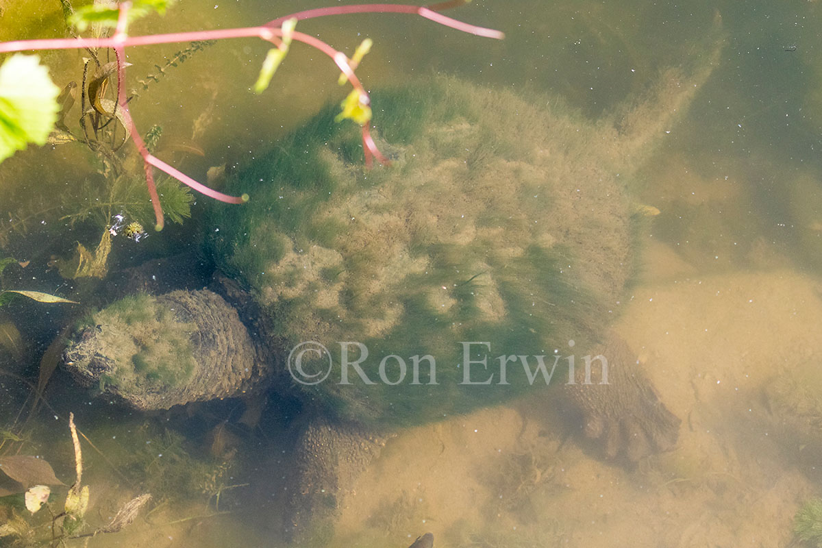 Snapping Turtle