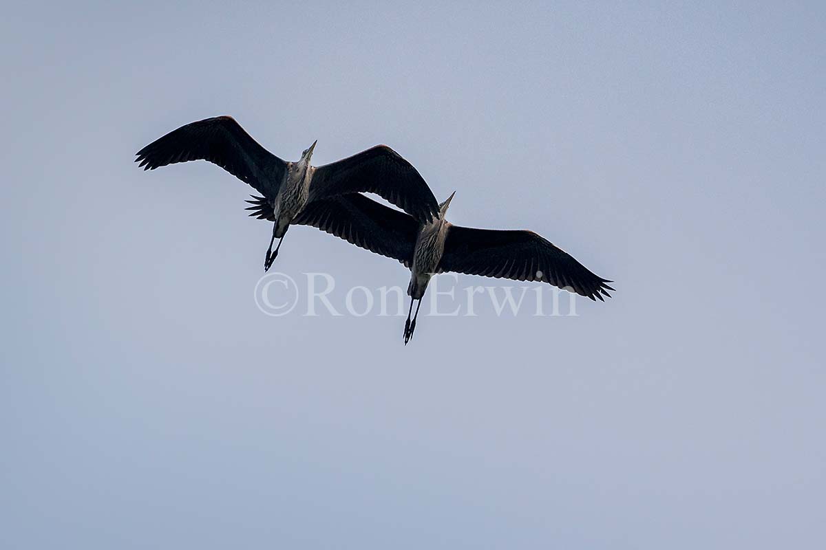 Great Blue Herons in Flight