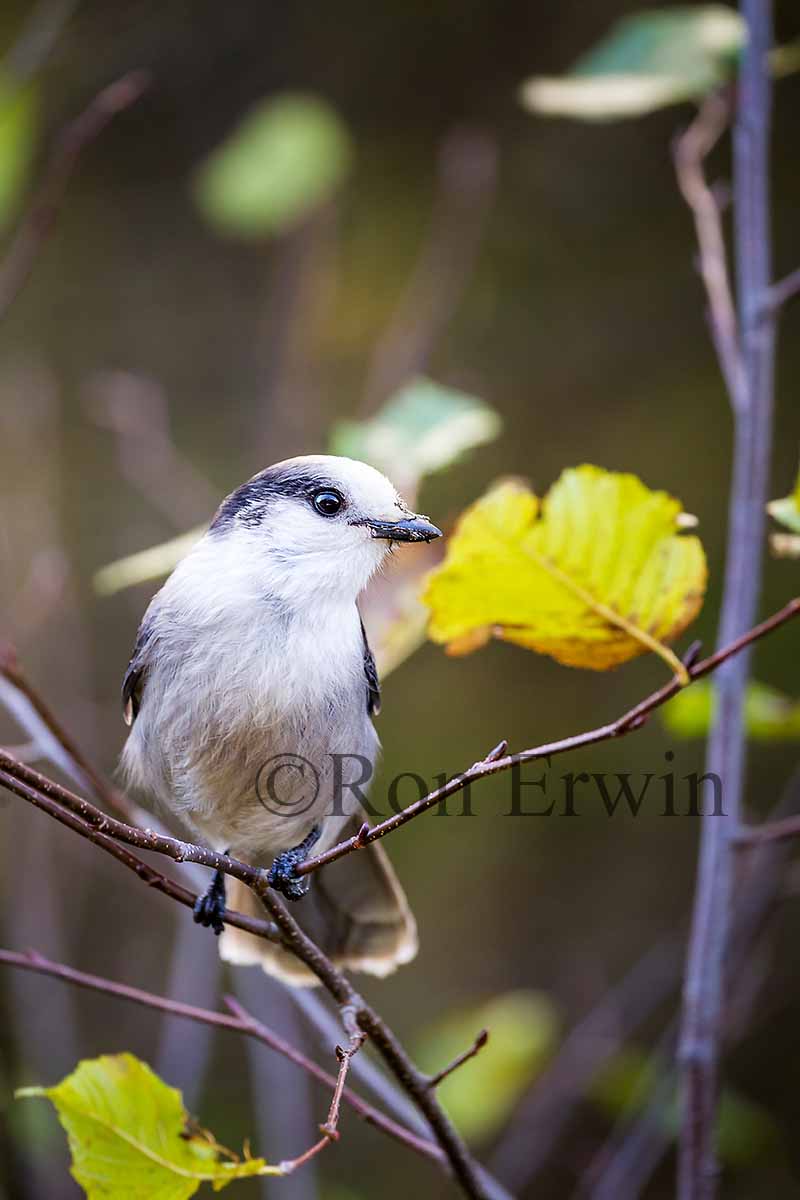 Gray Jay