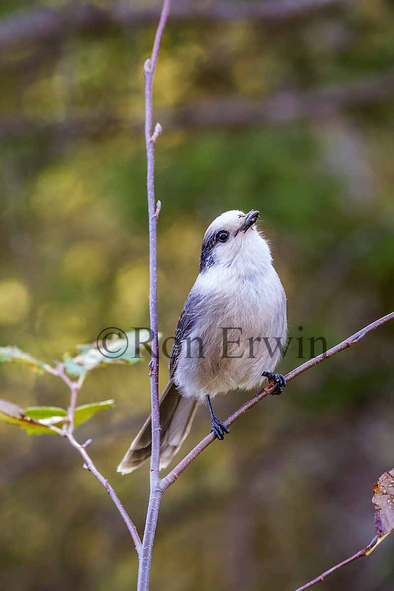 Gray Jay