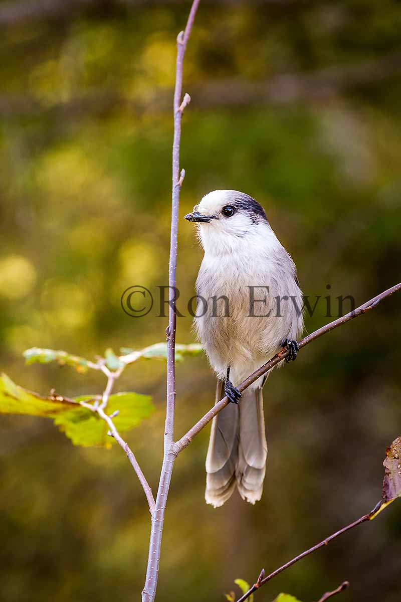 Gray Jay