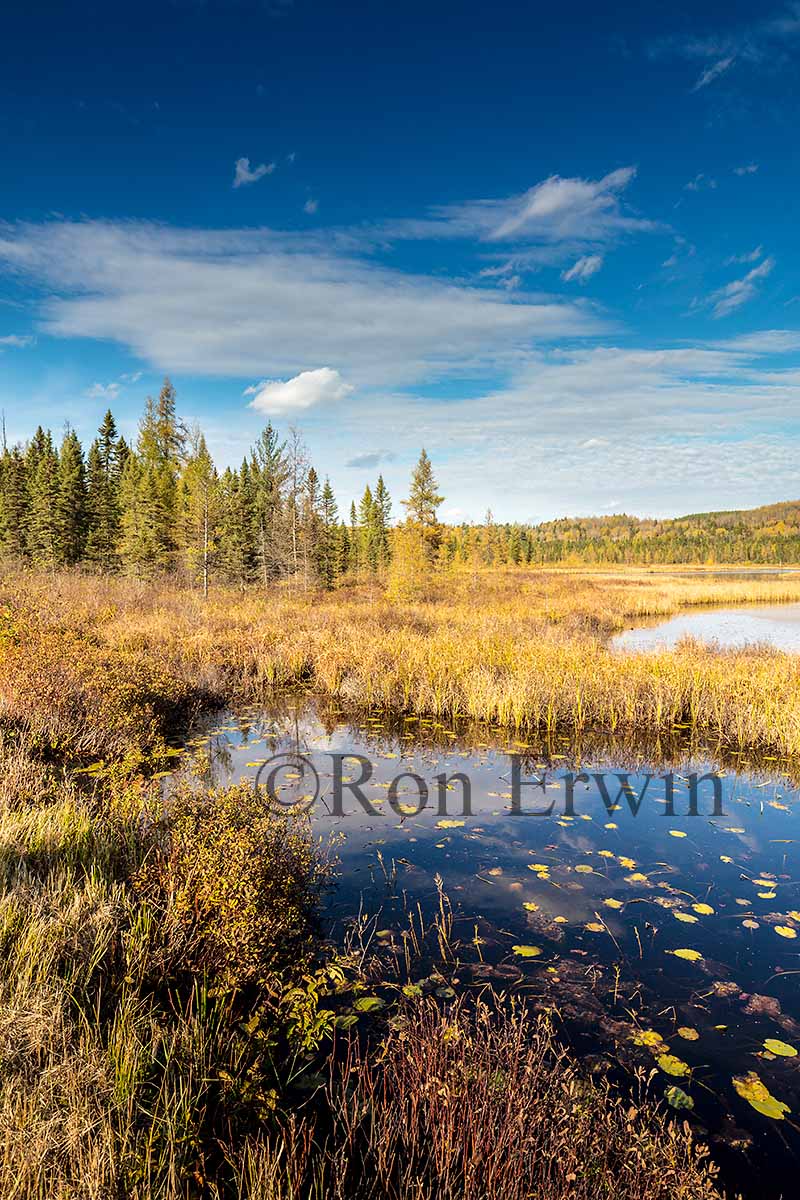 Algonquin Ontario in Autumn
