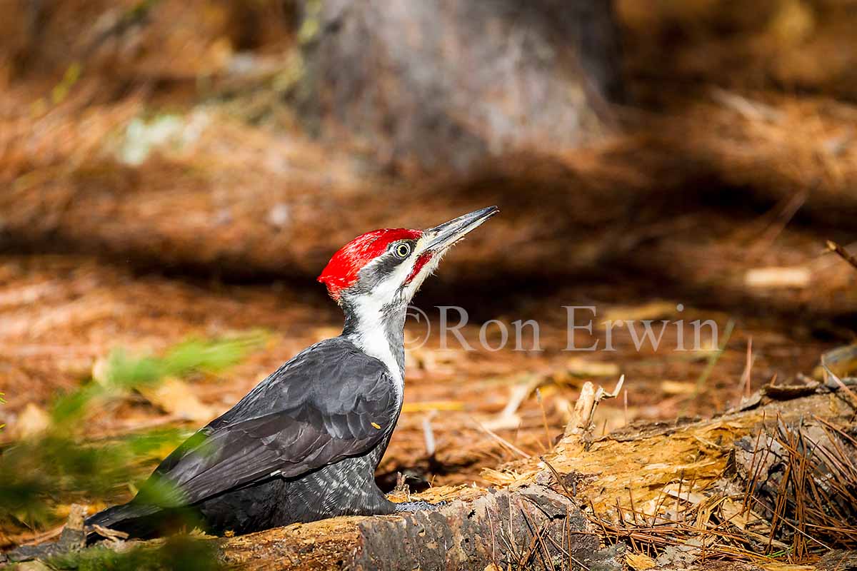 Male Pileated Woodpecker