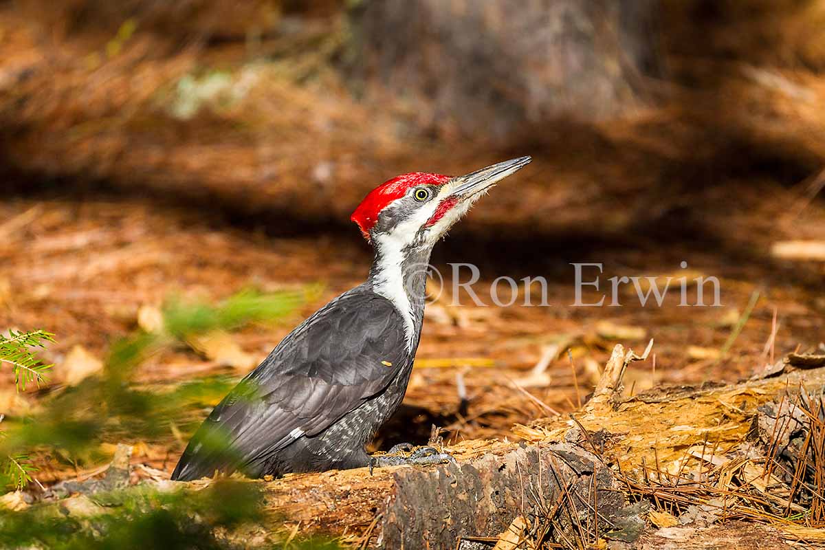 Male Pileated Woodpecker