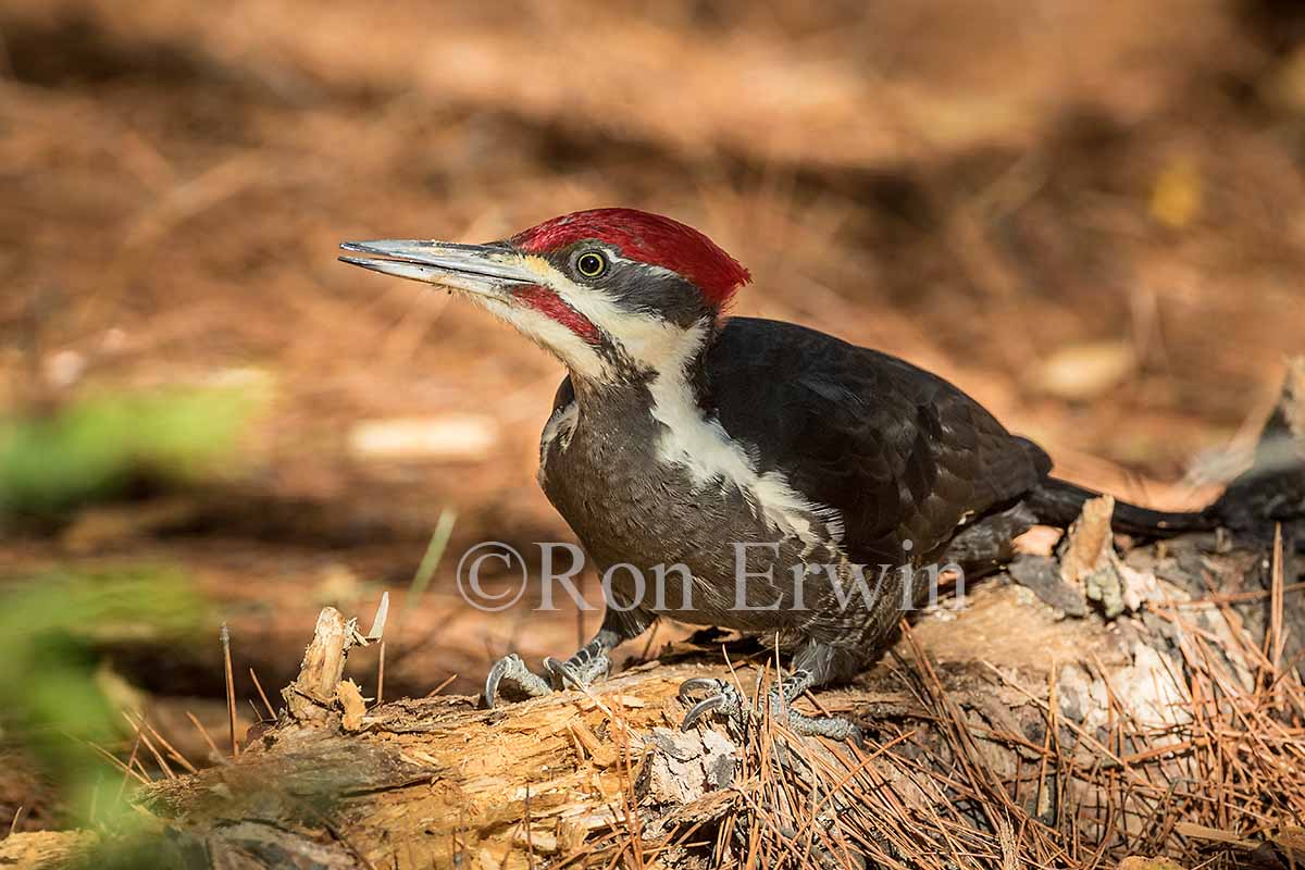 Male Pileated Woodpecker