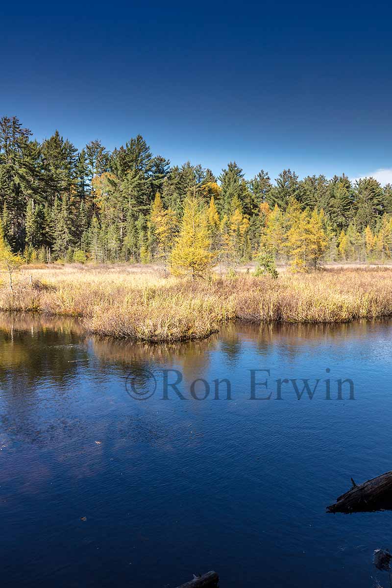 Algonquin Ontario Wetlands
