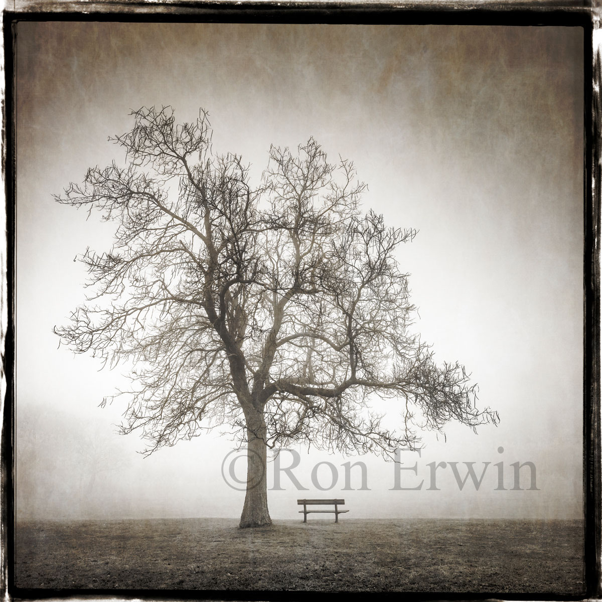 Alone in the Fog