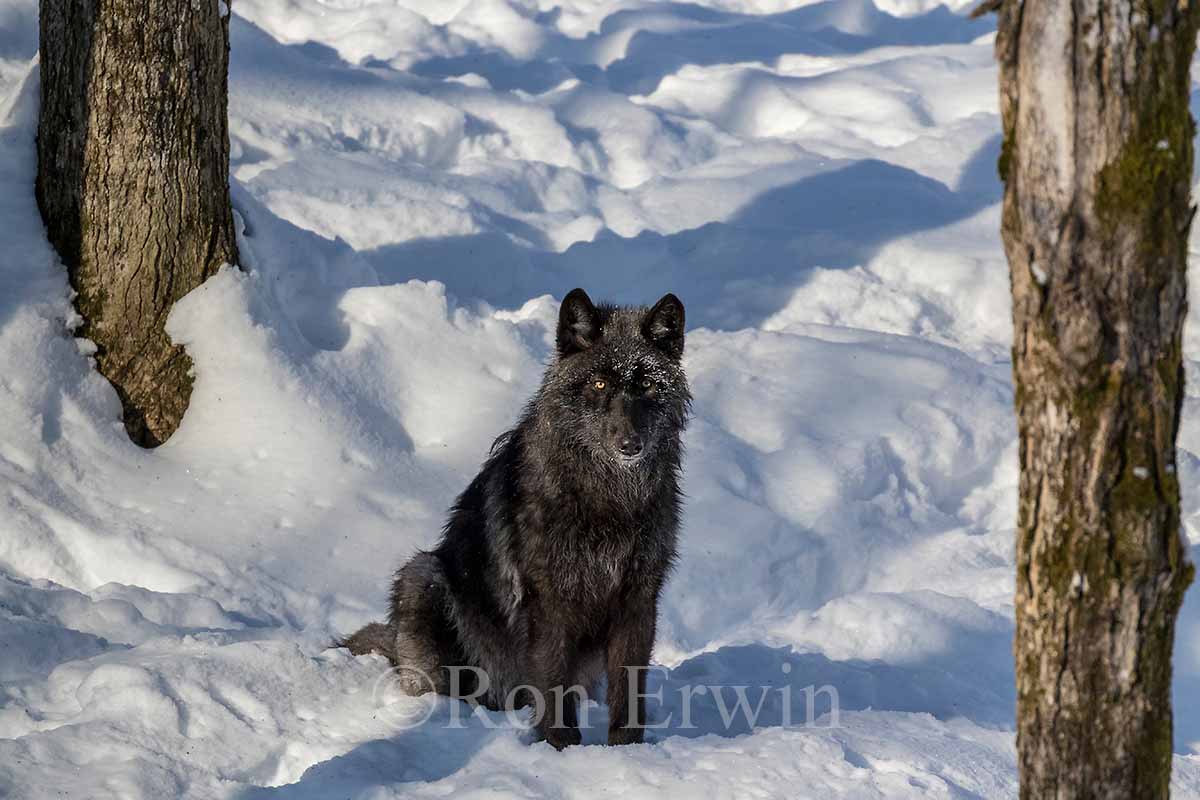 Black Wolf