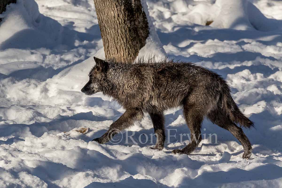 Black Wolf