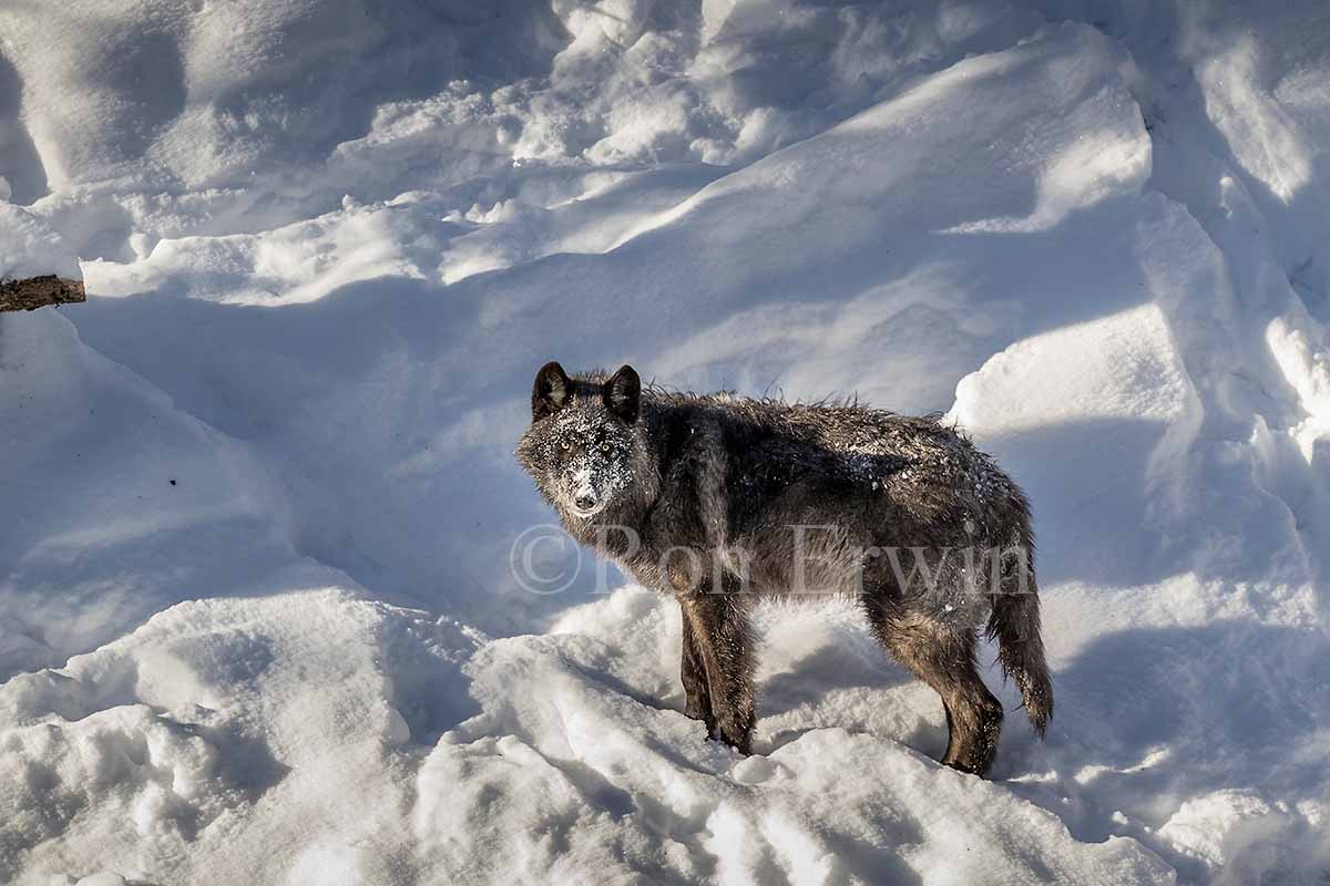 Black Wolf