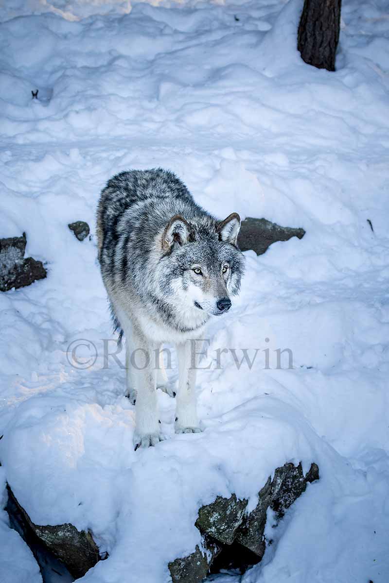 Grey Wolf