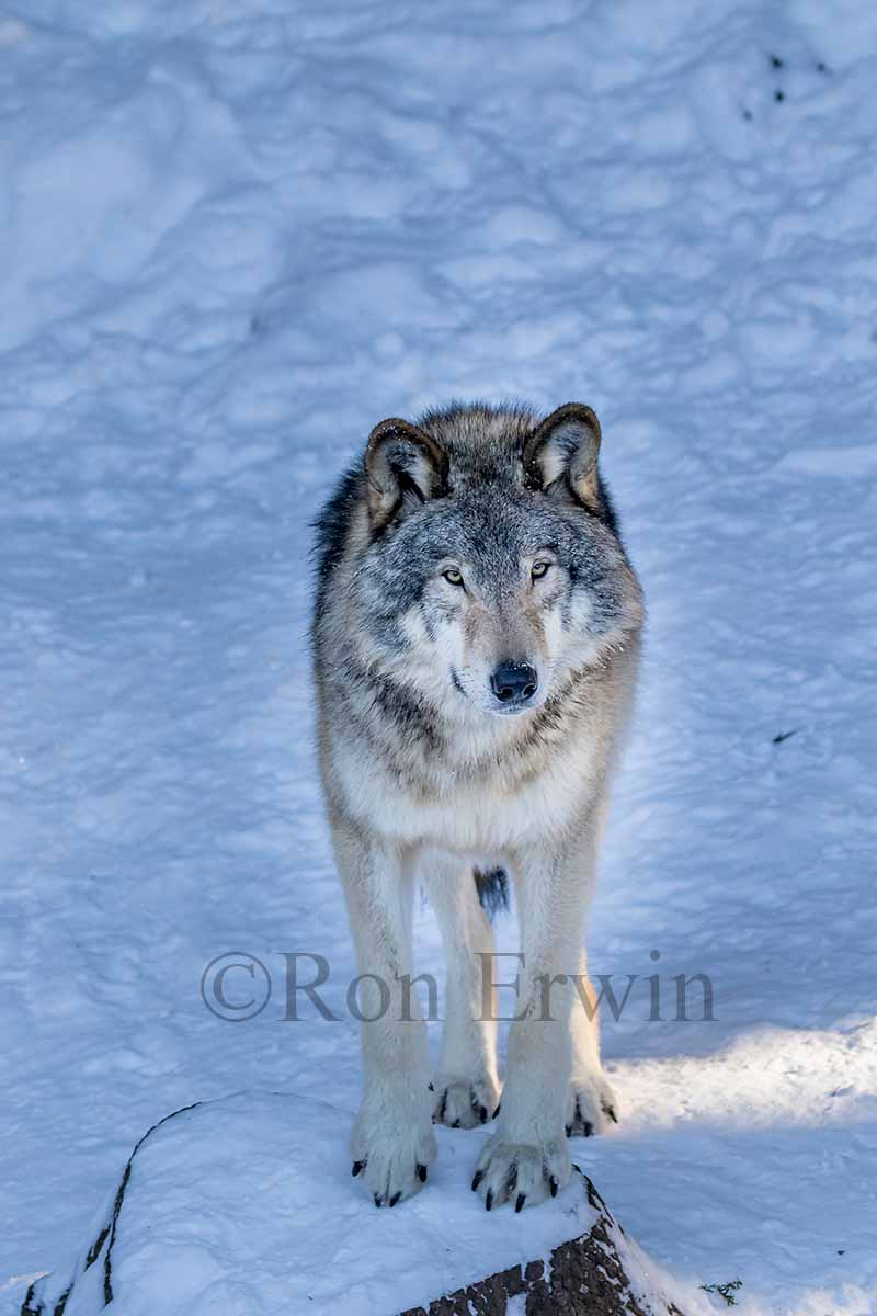 Grey Wolf
