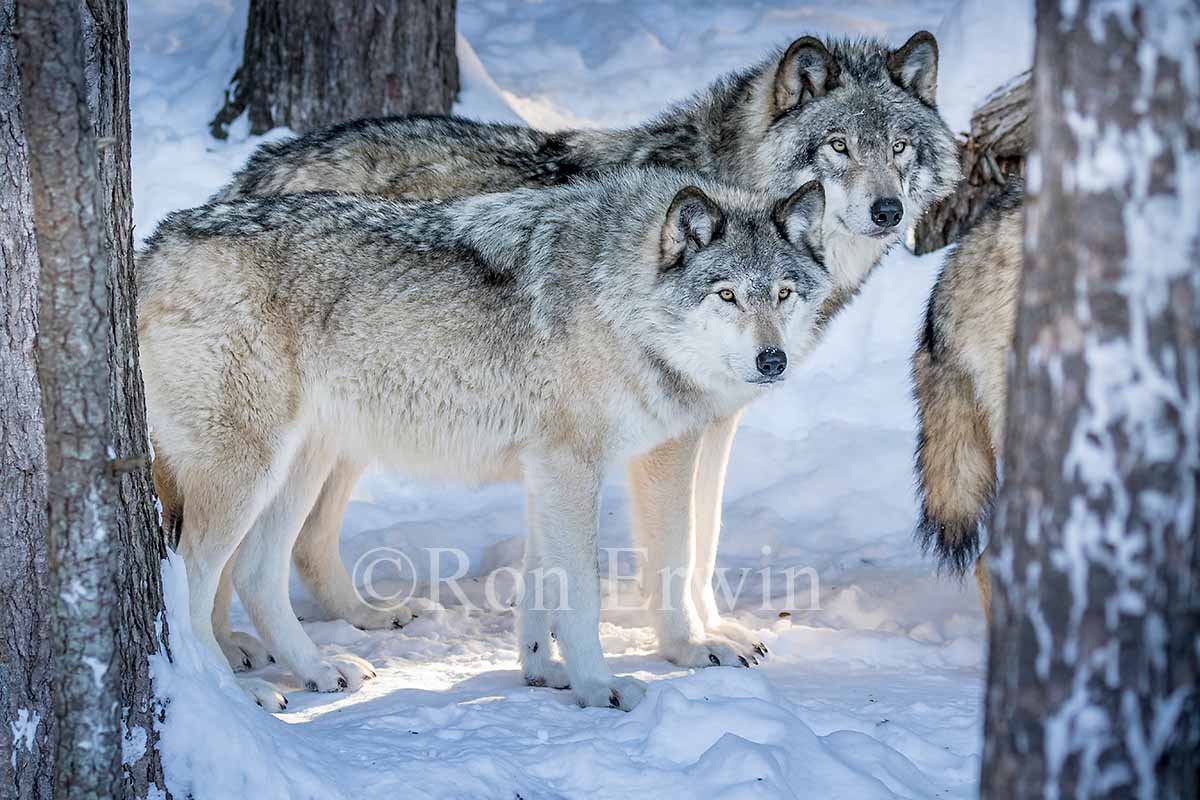 Grey Wolf