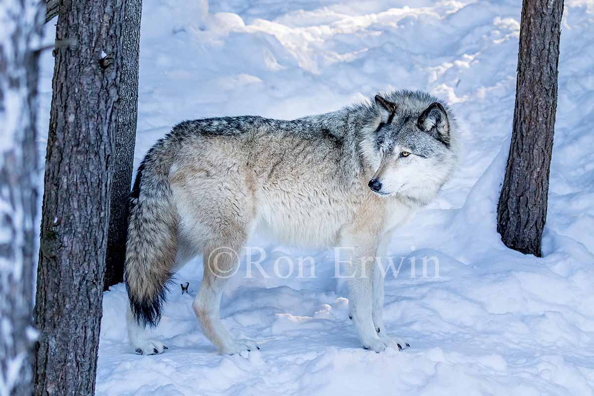 Grey Wolf