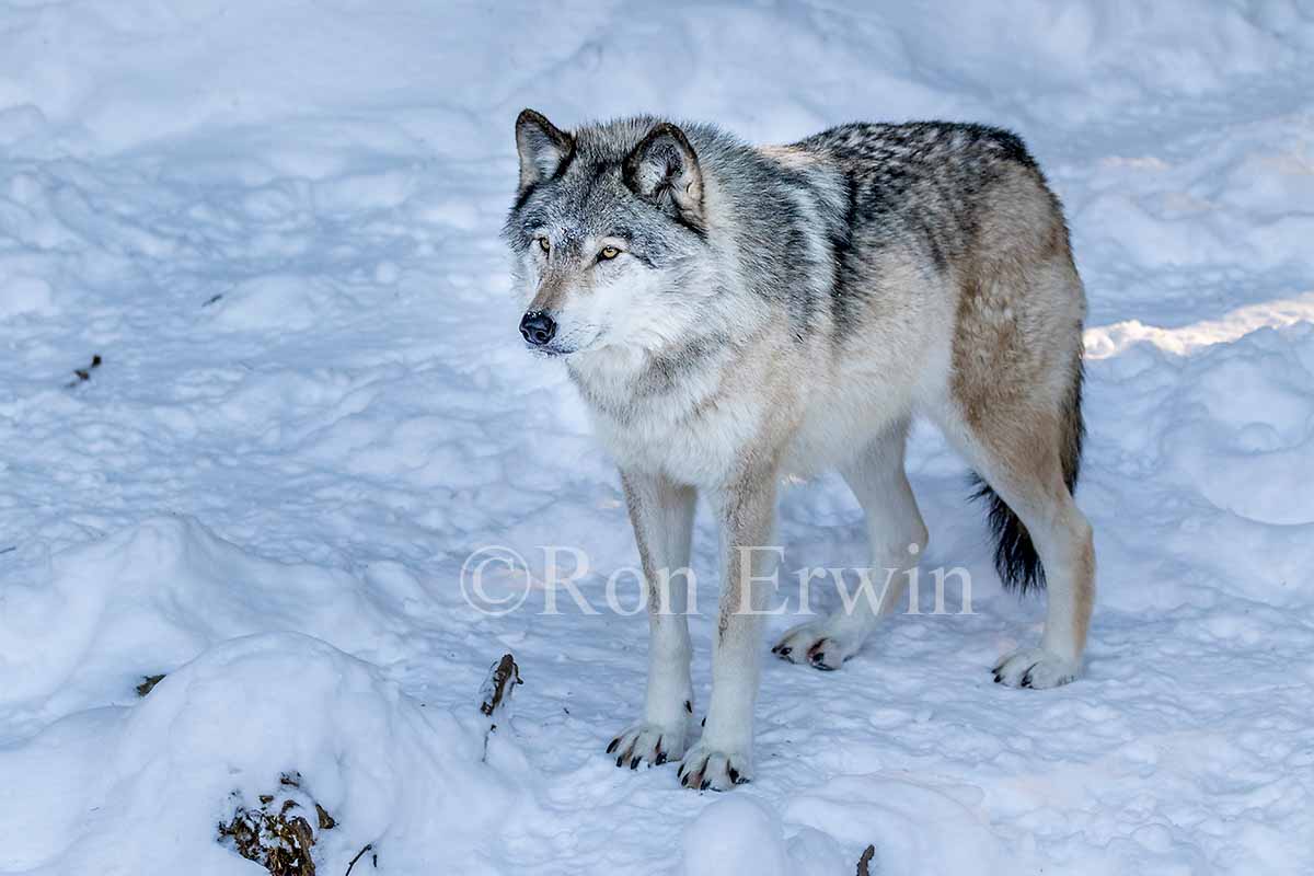 Grey Wolf