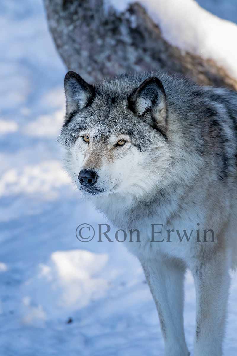 Grey Wolf