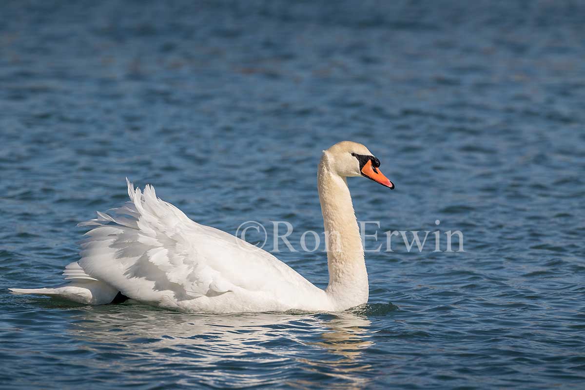 Mute Swan