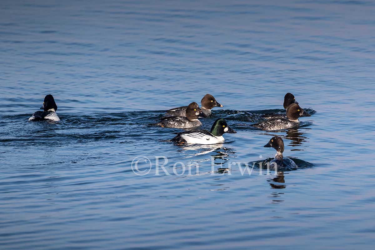 Common Goldeneye Flock