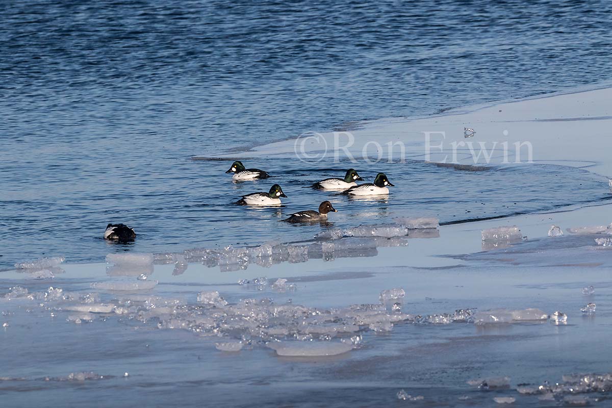 Common Goldeneye Flock