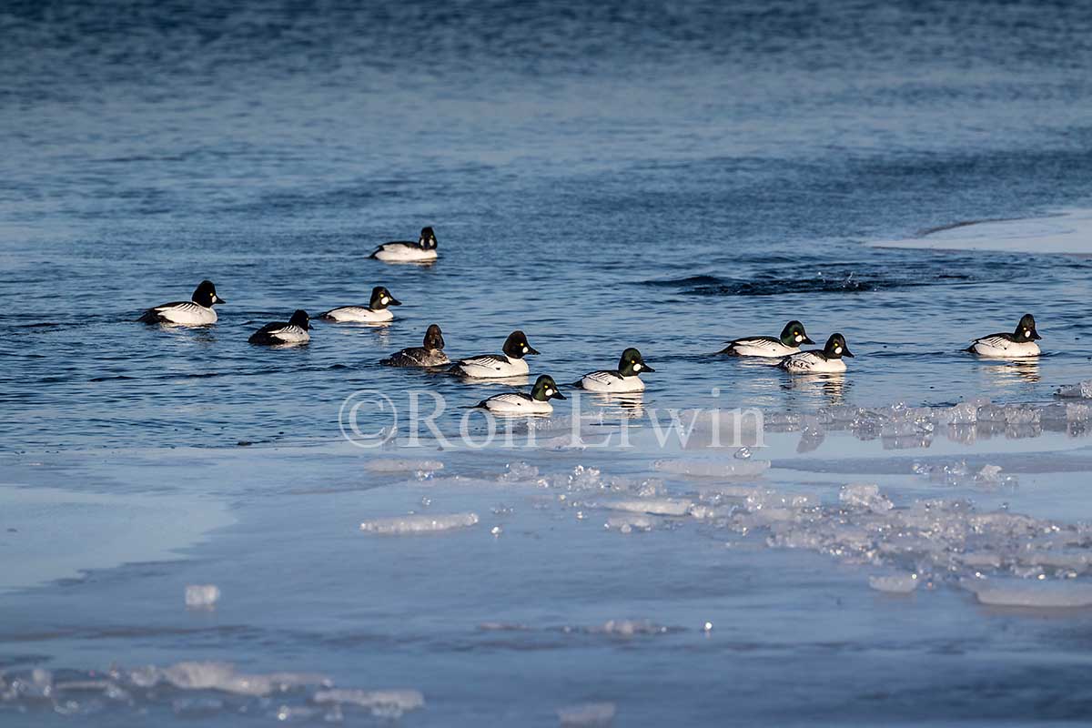 Common Goldeneye Flock