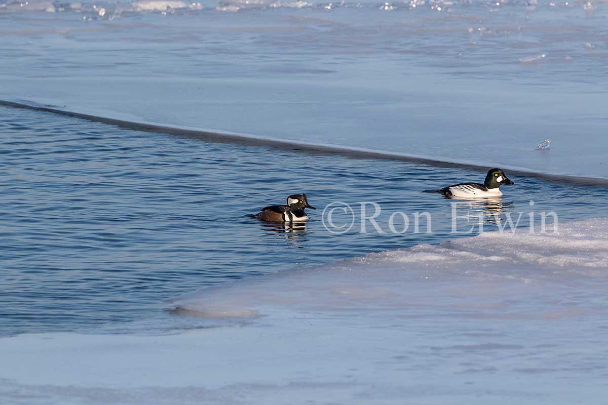 Hooded Merganser & Goldeneye