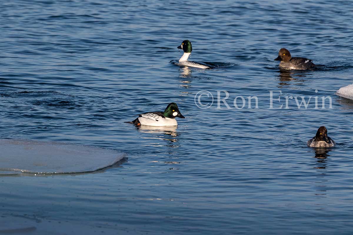 Common Goldeneye Flock