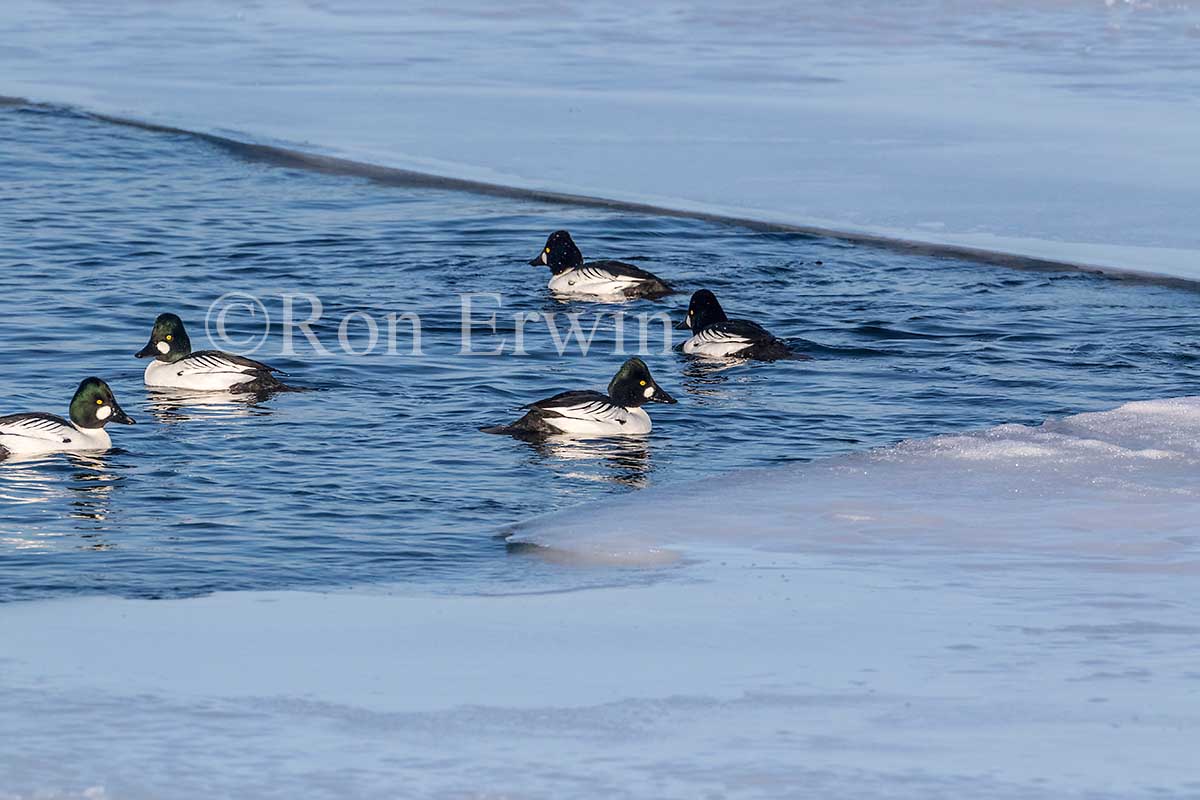 Common Goldeneye Flock