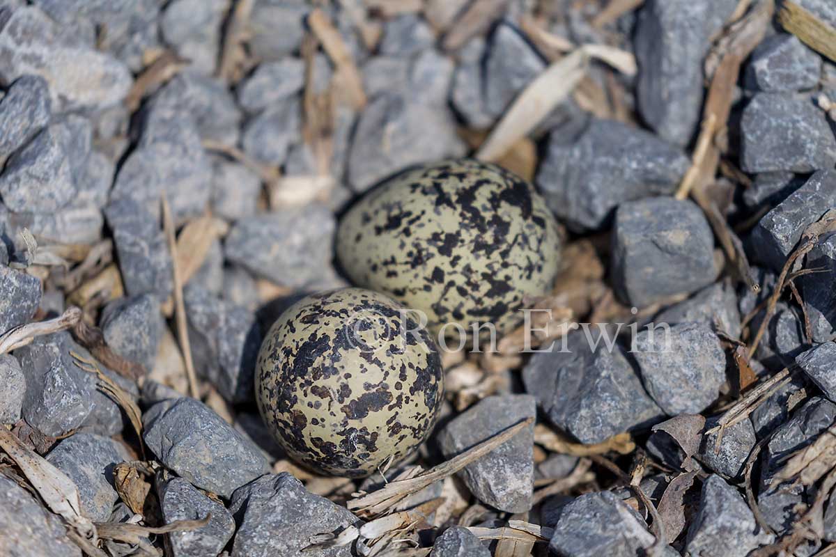 Killdeer Eggs