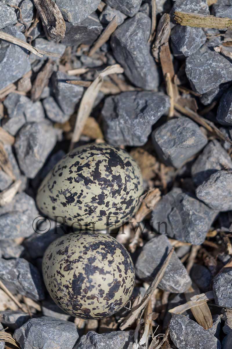 Killdeer Eggs