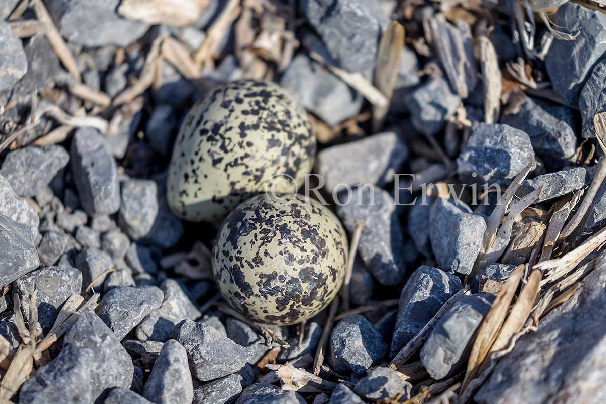 Killdeer Eggs