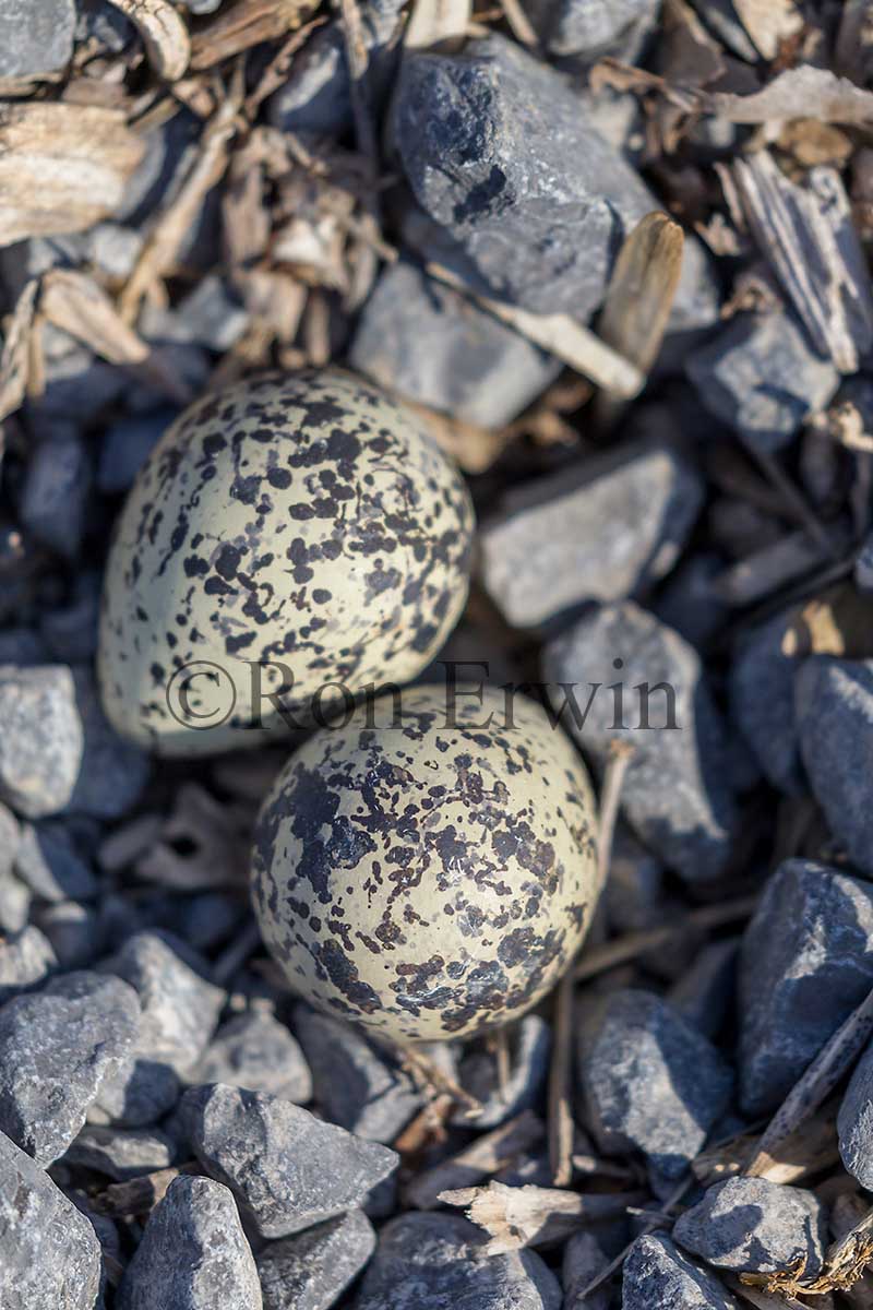 Killdeer Eggs
