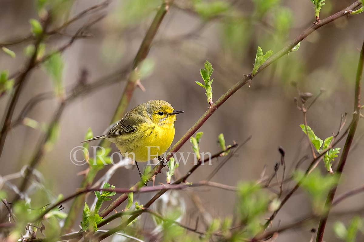Female Prairie Warbler