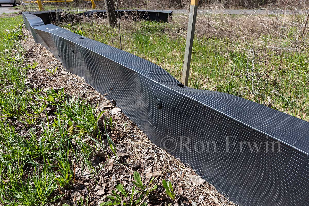 Turtle Fencing in Presqu'iles Park, ON