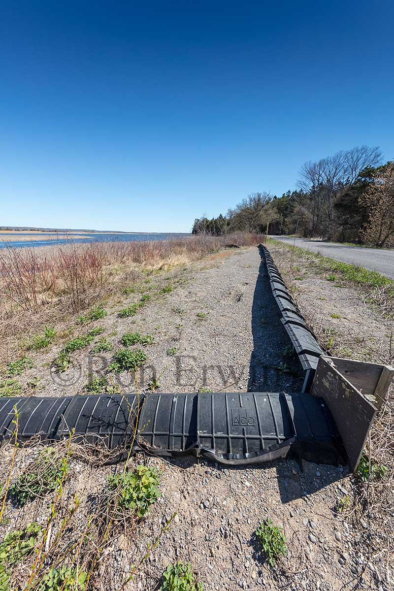 Turtle Fencing in Presqu'iles Park, ON
